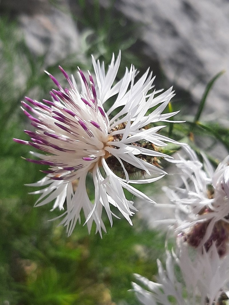 Centaurea filiformis photo 6