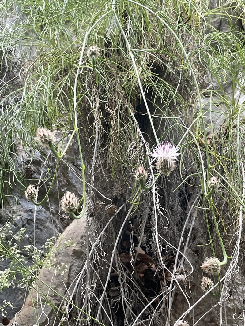 Centaurea filiformis photo 8