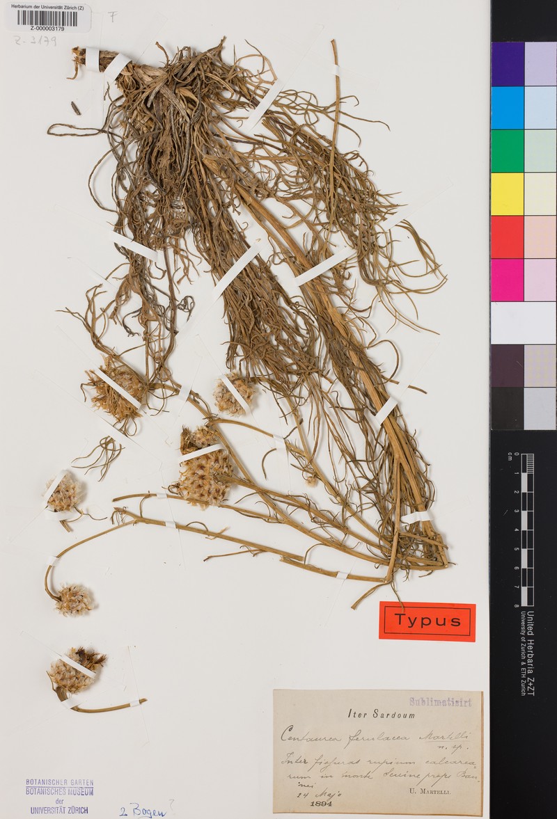 Centaurea filiformis subsp. ferulacea