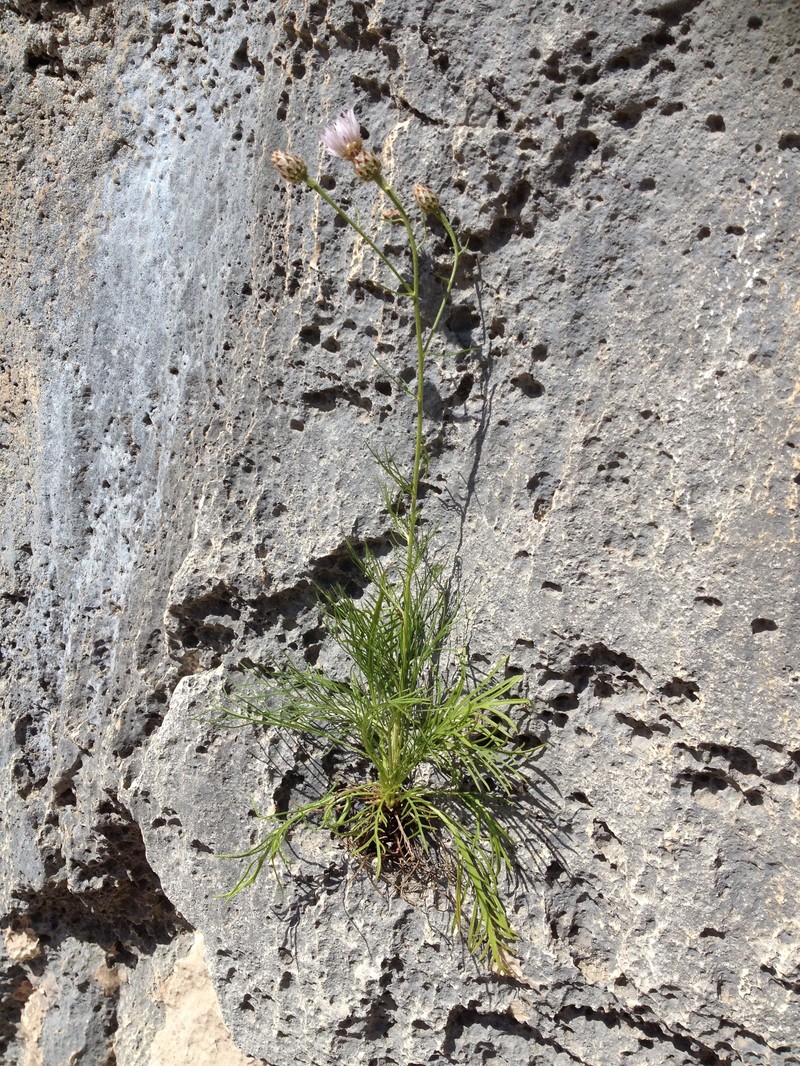 Centaurea filiformis subsp. filiformis