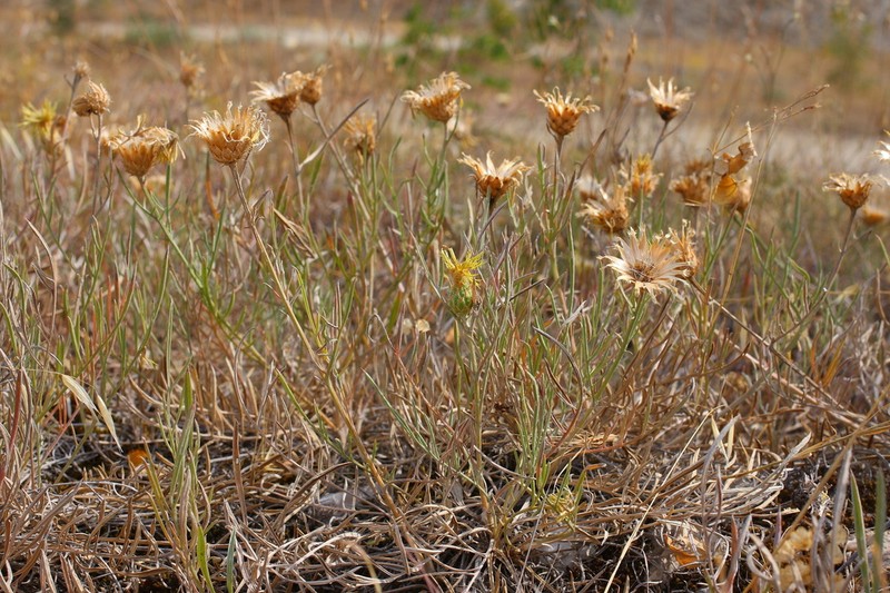 Centaurea finazzeri