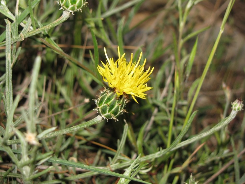 Centaurea finazzeri photo 2