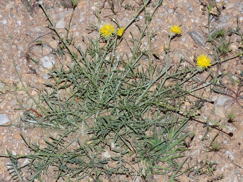 Centaurea finazzeri photo 3