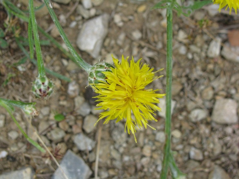 Centaurea finazzeri photo 4