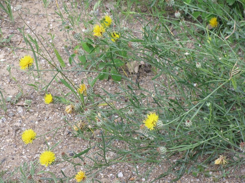Centaurea finazzeri photo 5