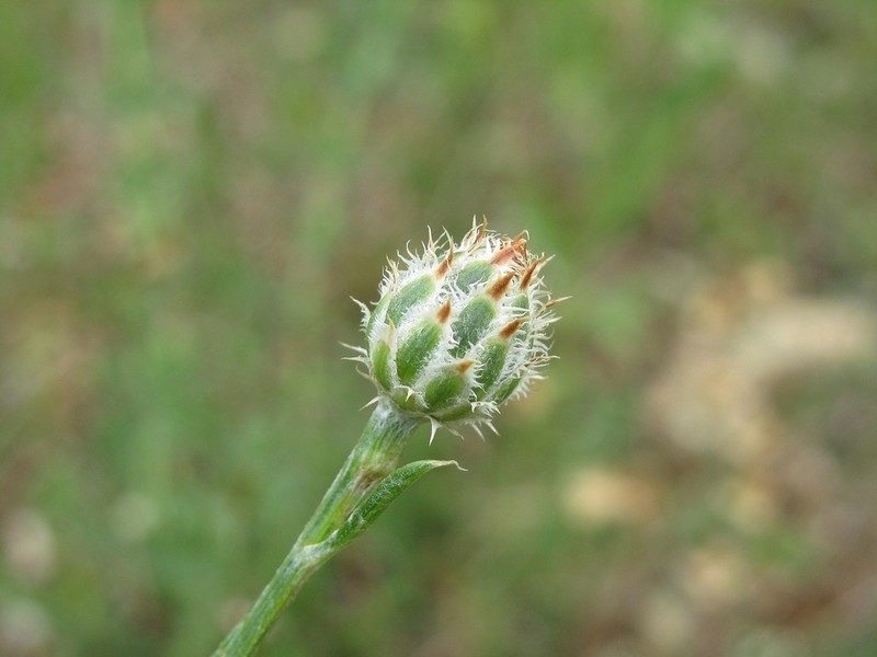 Centaurea finazzeri photo 6