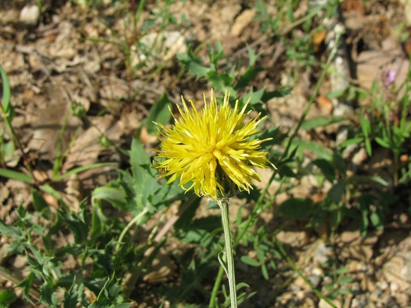 Centaurea finazzeri photo 7