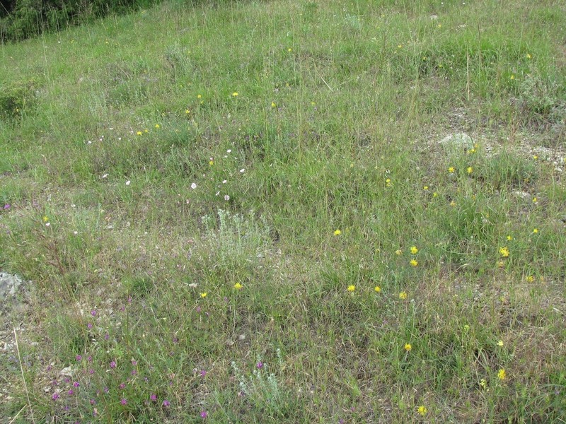 Centaurea finazzeri photo 8