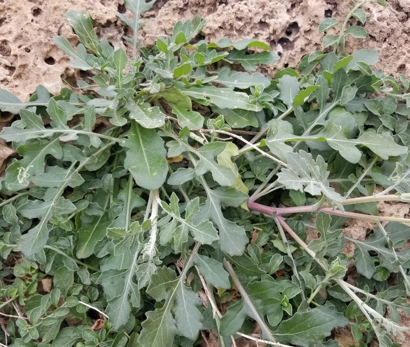 Centaurea fragilis