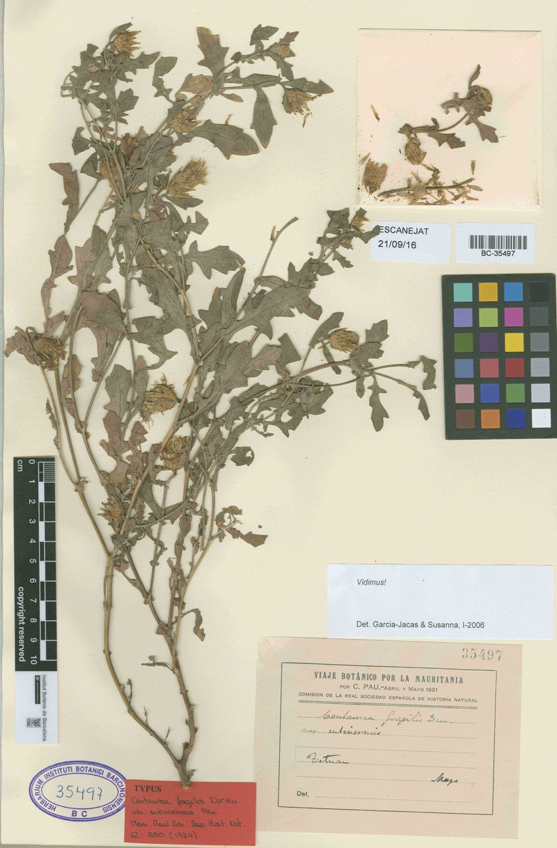 Centaurea fragilis photo 2