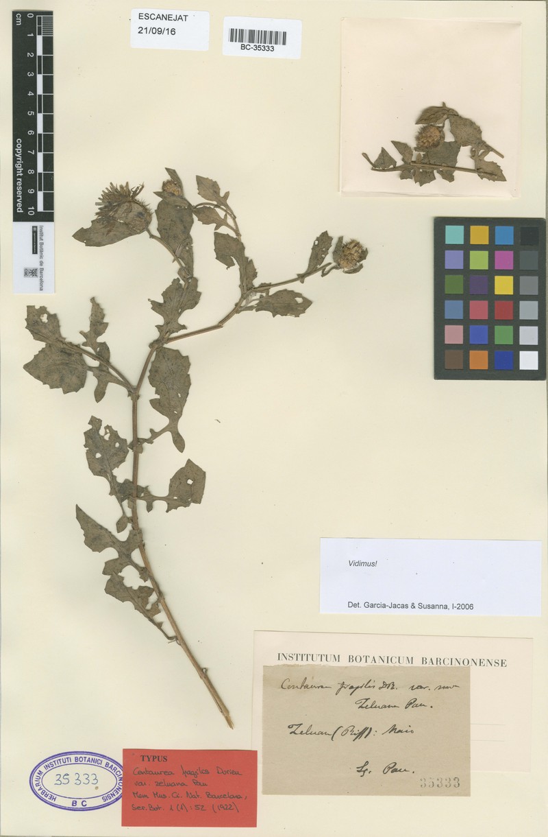 Centaurea fragilis photo 3