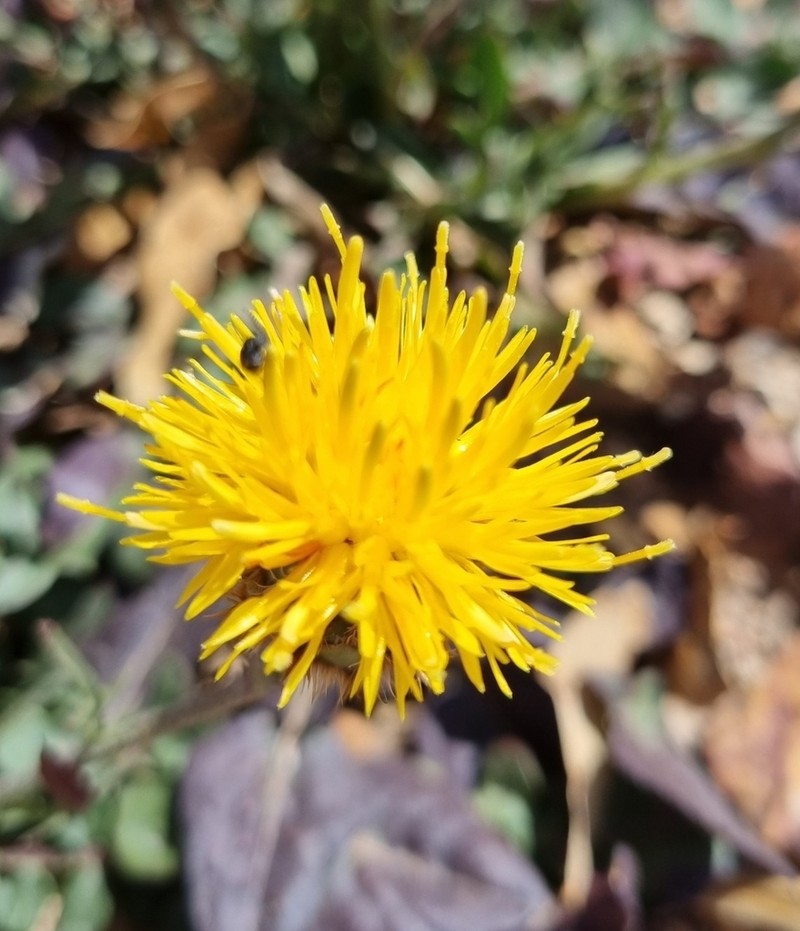 Centaurea francoi
