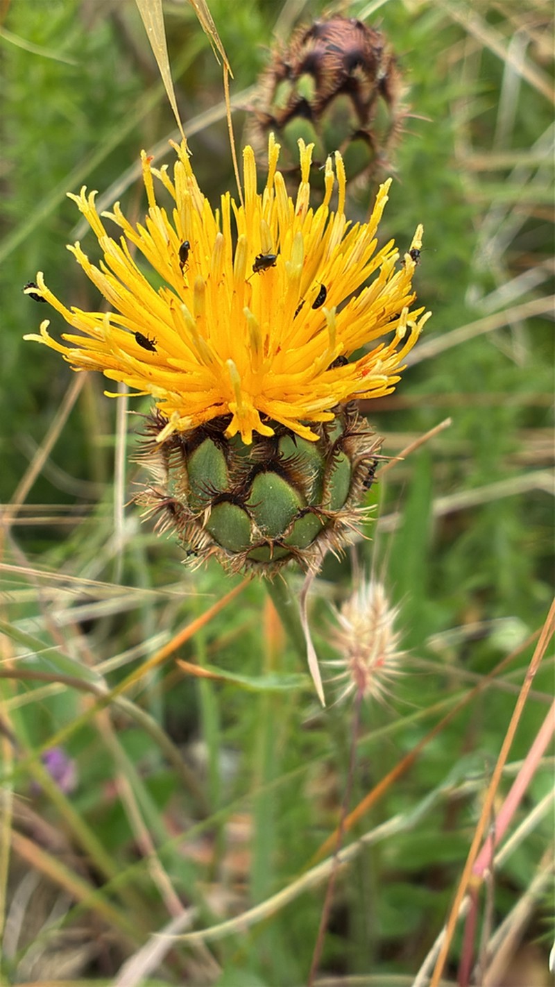 Centaurea francoi photo 2