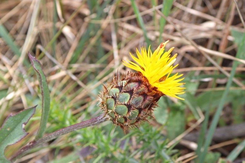 Centaurea francoi photo 3