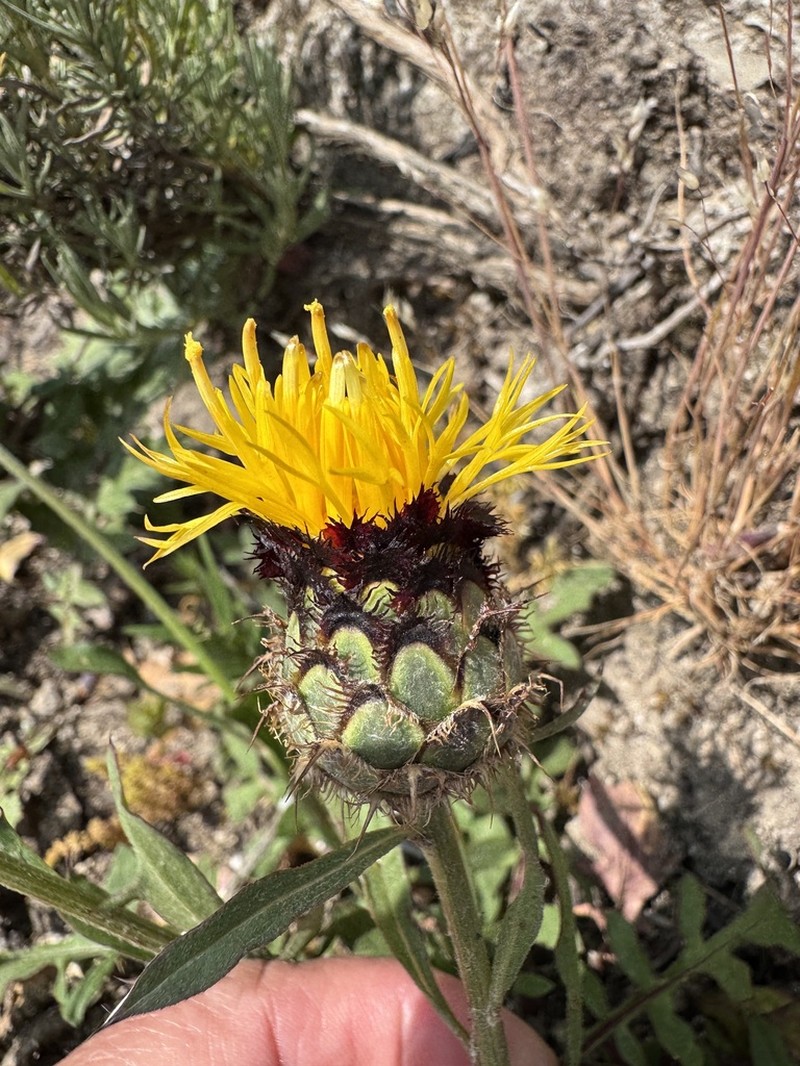 Centaurea francoi photo 4