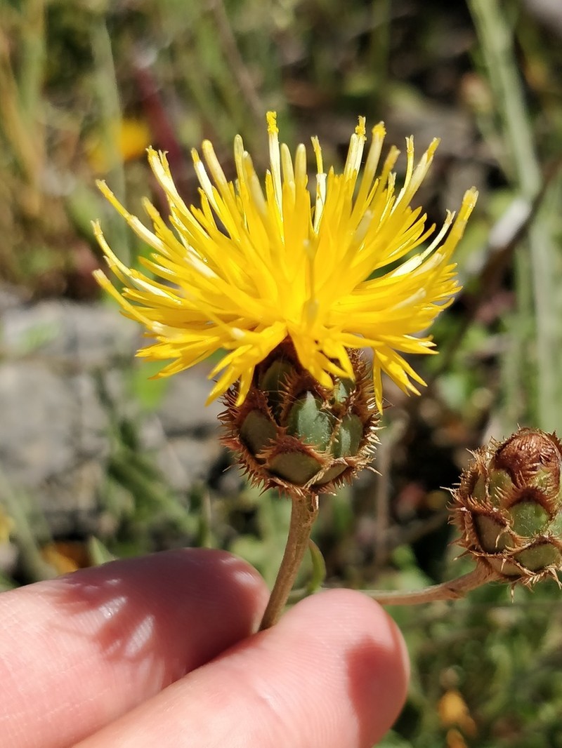Centaurea francoi photo 5