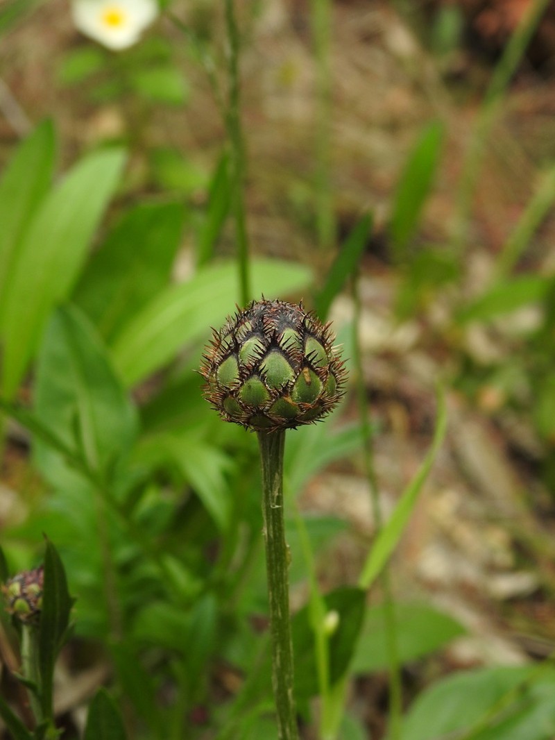 Centaurea francoi photo 6