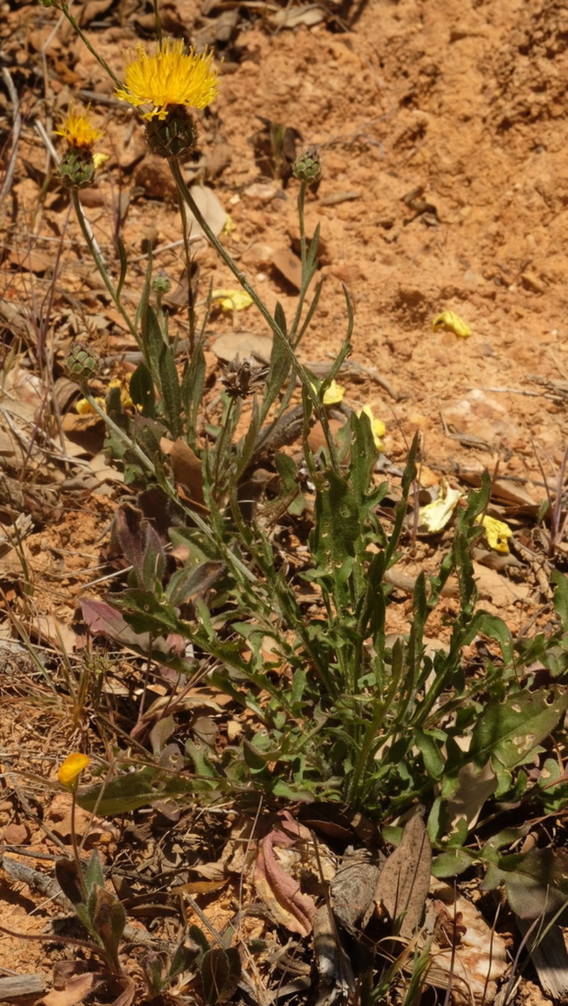 Centaurea francoi photo 7