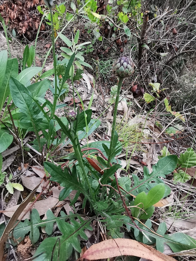 Centaurea francoi photo 8