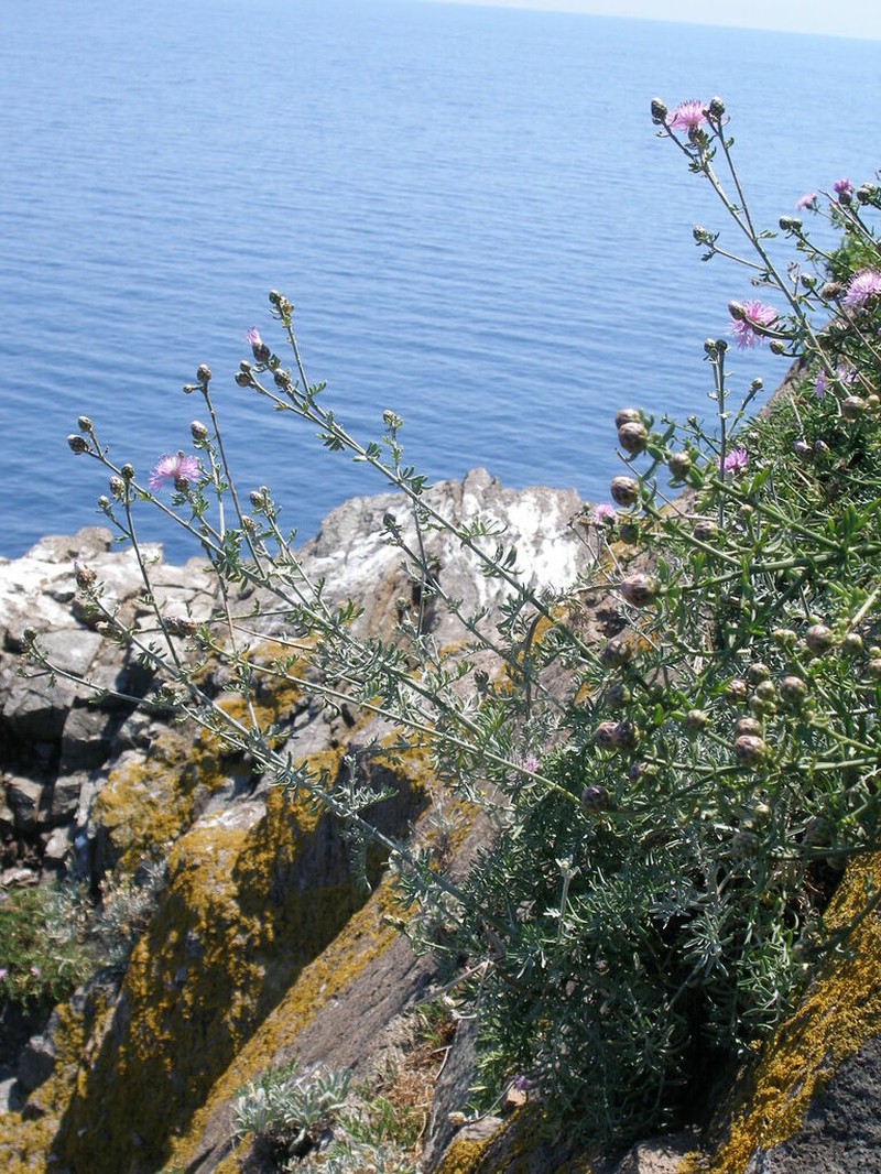 Centaurea friderici photo 2