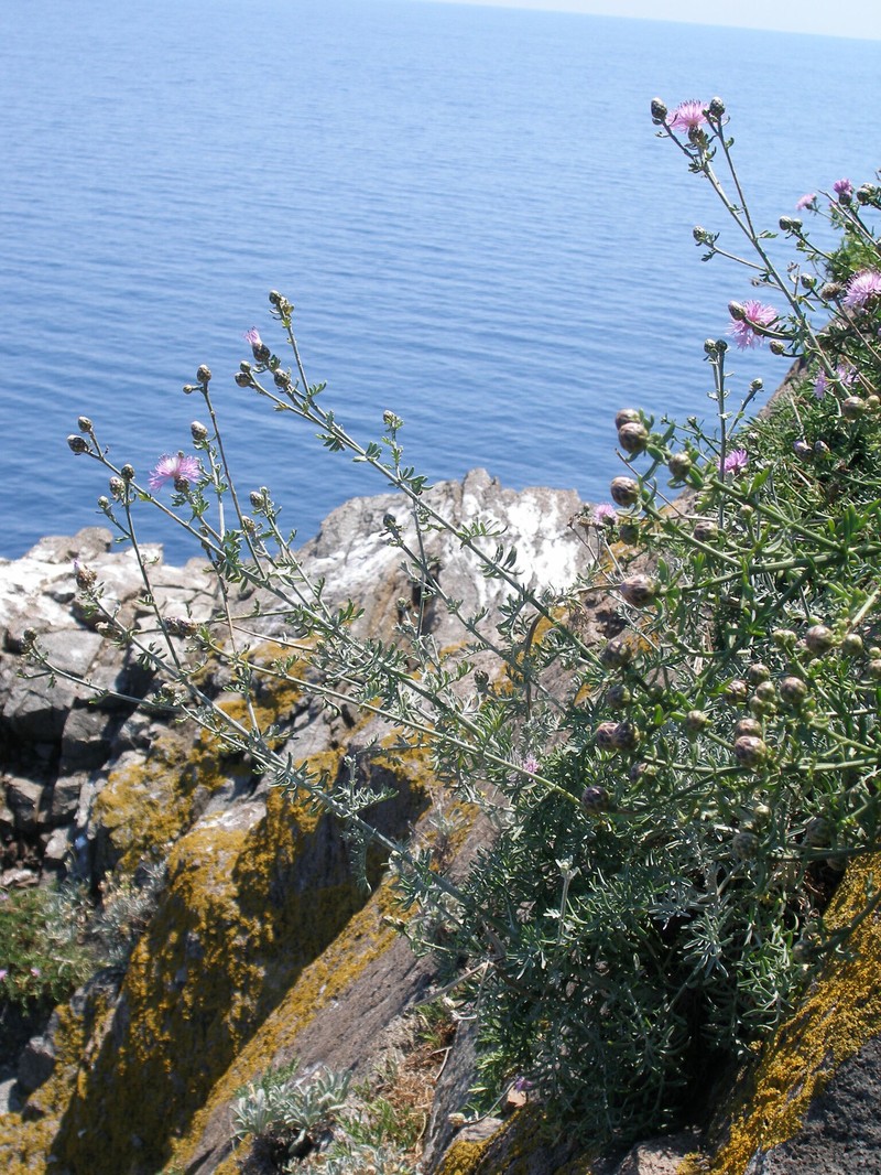 Centaurea friderici subsp. jabukensis