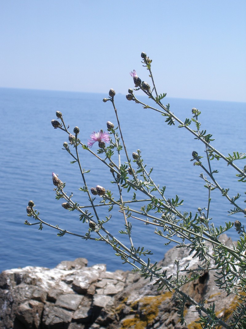 Centaurea friderici subsp. jabukensis photo 2