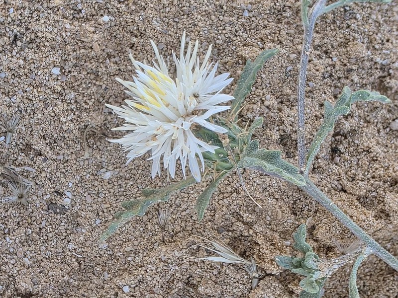Centaurea furfuracea
