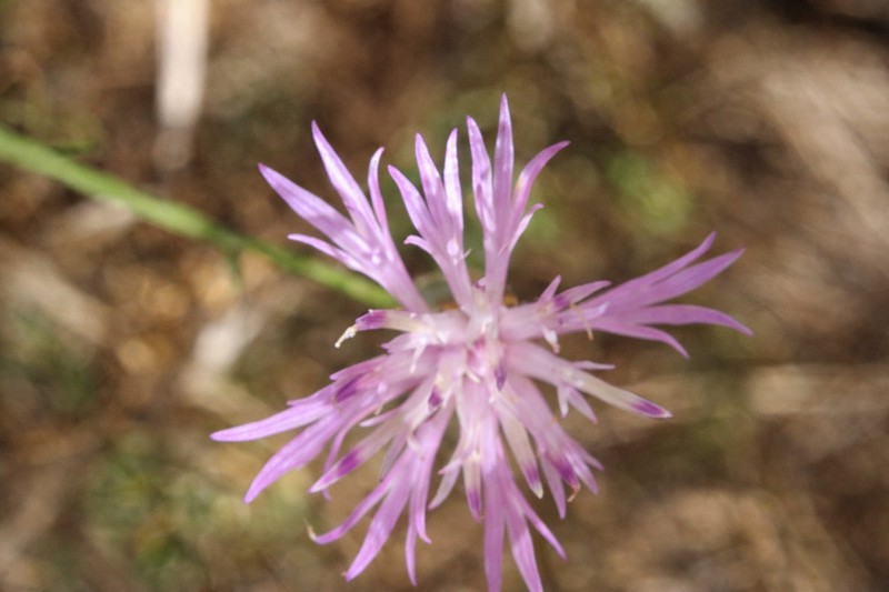 Centaurea furfuracea photo 2