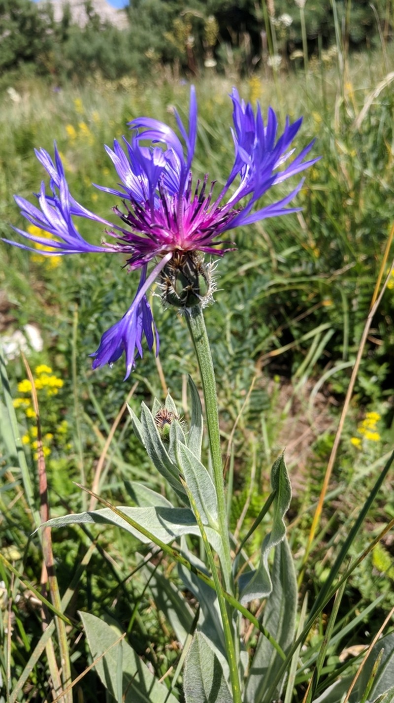 Centaurea fuscomarginata photo 2