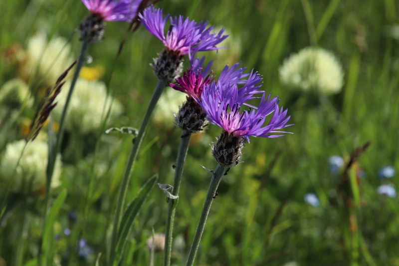 Centaurea fuscomarginata photo 3