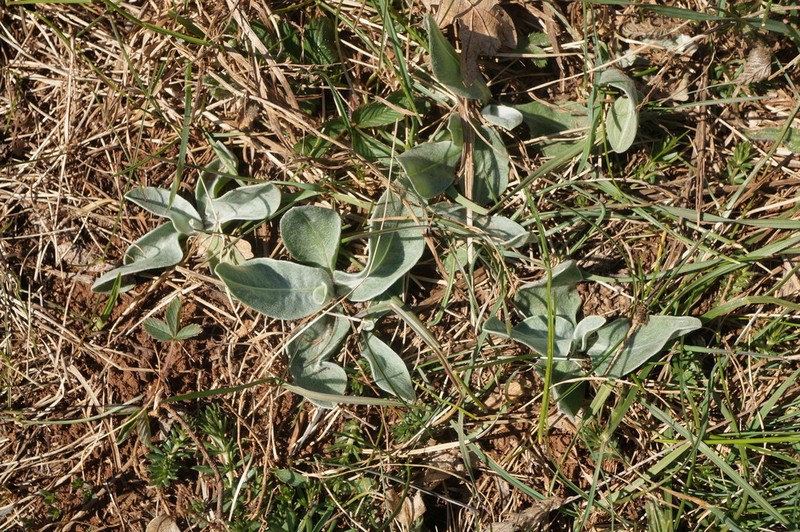 Centaurea fuscomarginata photo 4