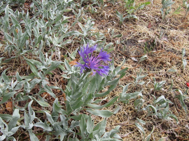 Centaurea fuscomarginata photo 5