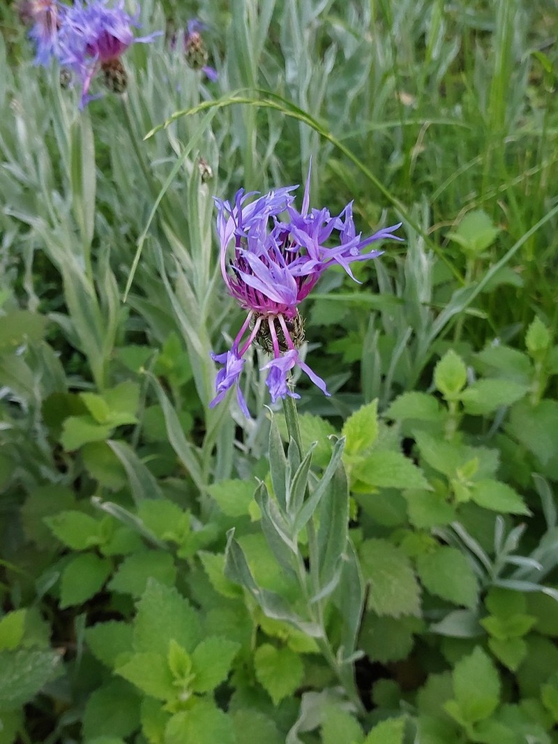 Centaurea fuscomarginata photo 6