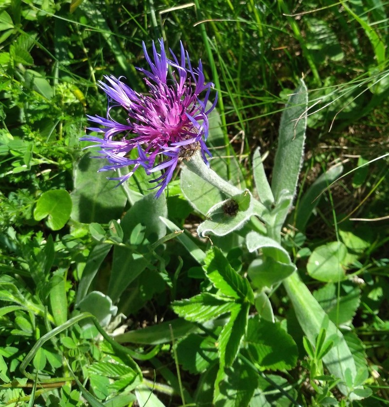 Centaurea fuscomarginata photo 7