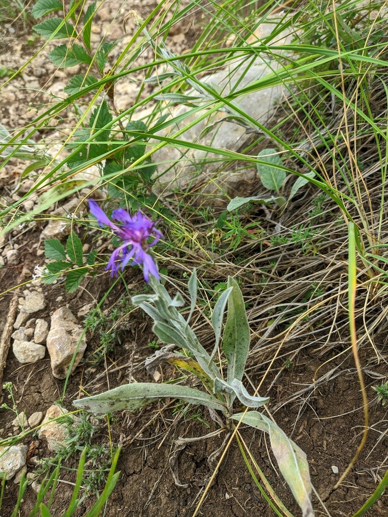 Centaurea fuscomarginata photo 8