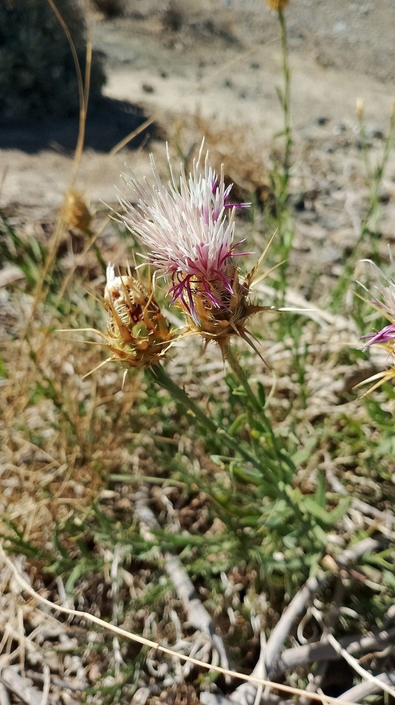 Centaurea gabrieliae