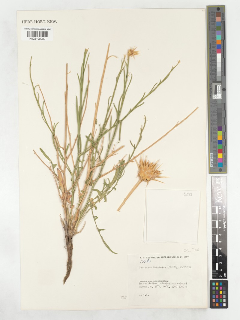 Centaurea gabrieliae photo 2