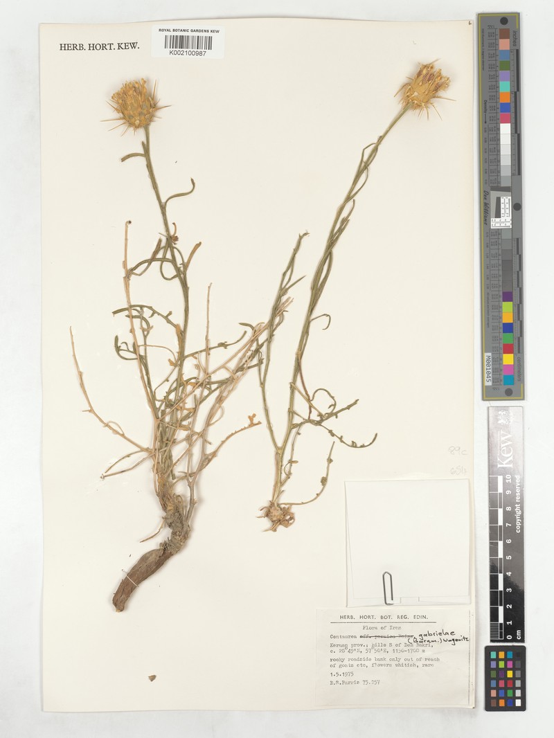 Centaurea gabrieliae photo 3