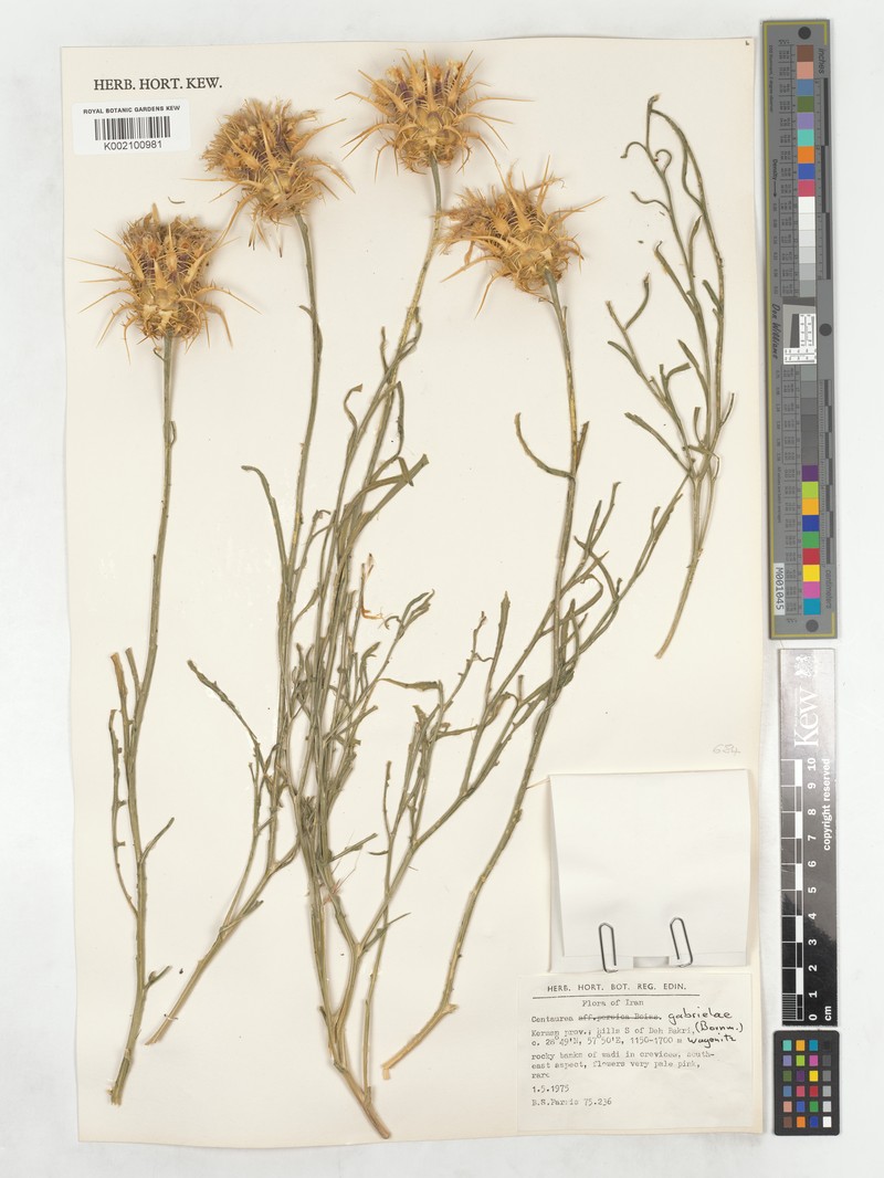 Centaurea gabrieliae photo 4