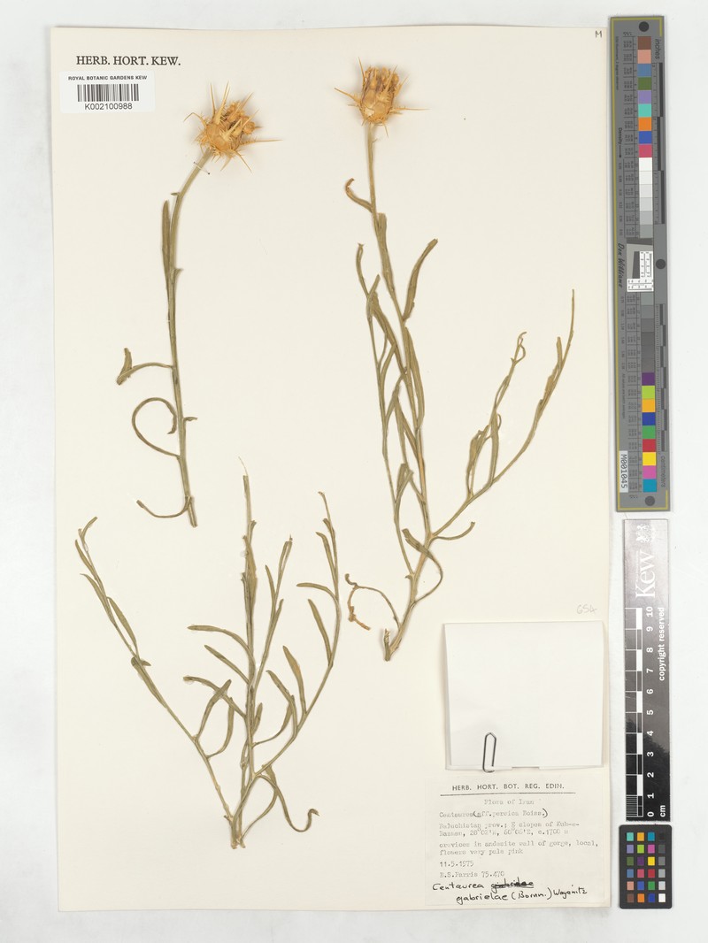 Centaurea gabrieliae photo 5