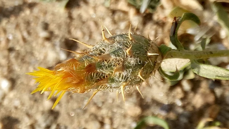 Centaurea gabrielis-blancae
