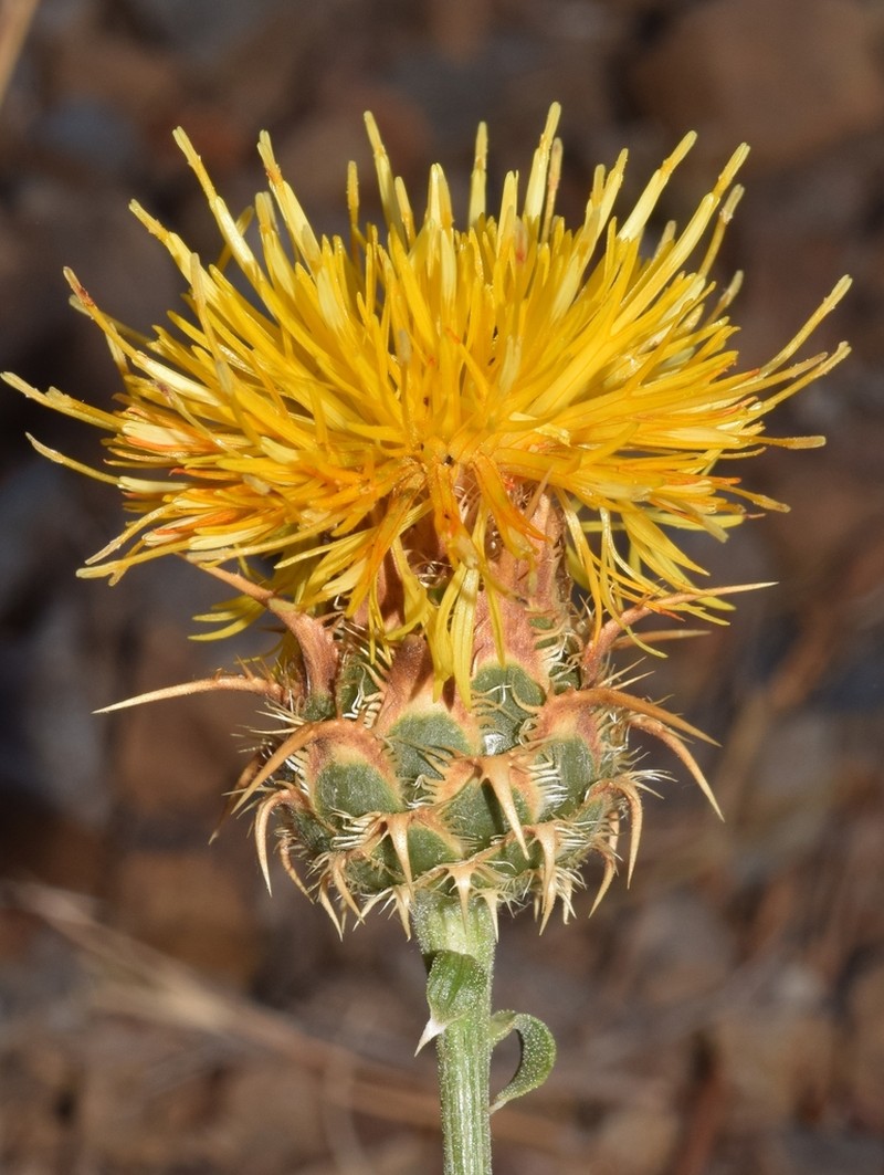 Centaurea gabrielis-blancae photo 2