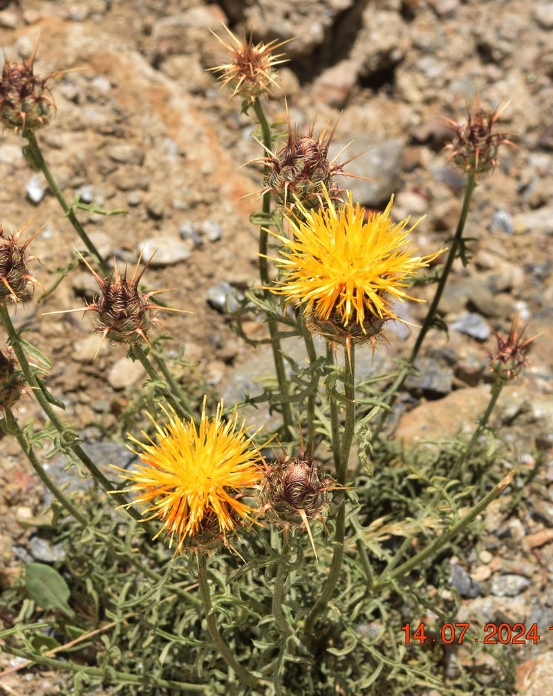 Centaurea gabrielis-blancae photo 3