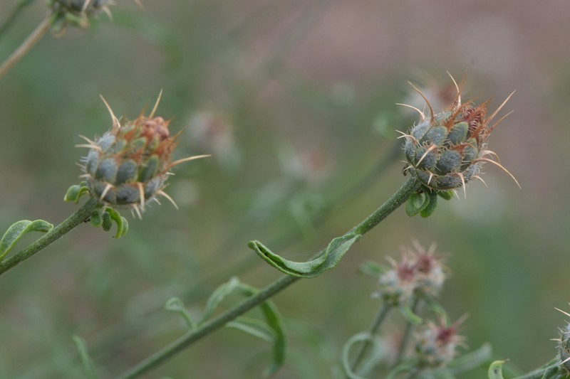 Centaurea gabrielis-blancae photo 4