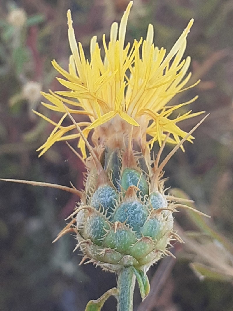 Centaurea gabrielis-blancae photo 5