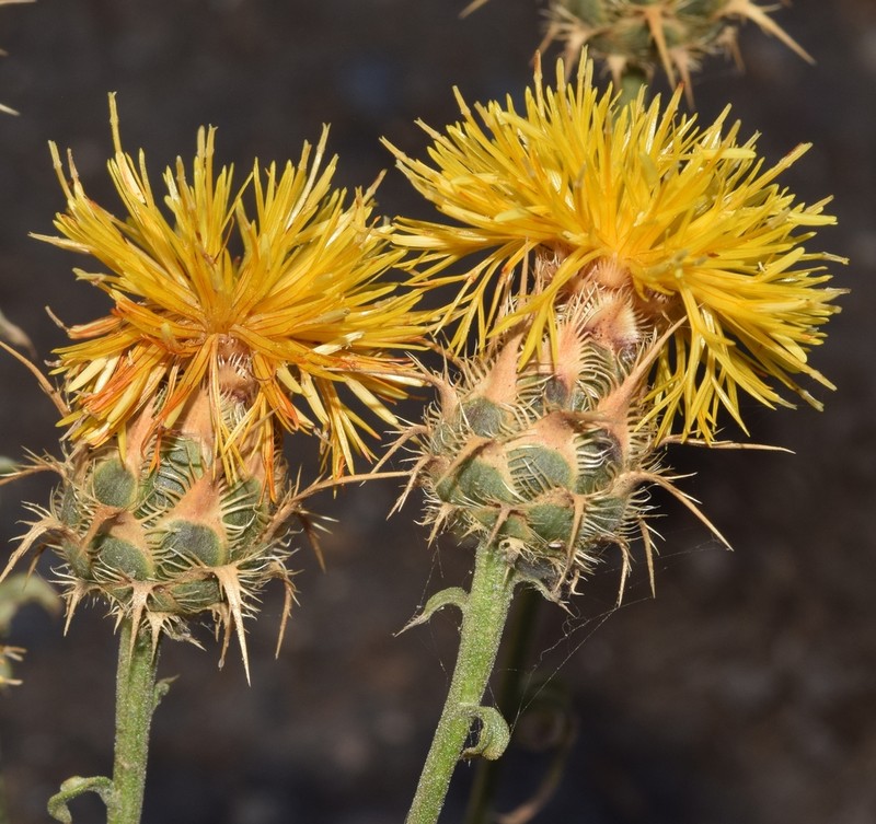 Centaurea gabrielis-blancae photo 6