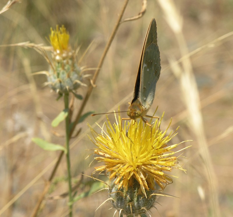 Centaurea gabrielis-blancae photo 7