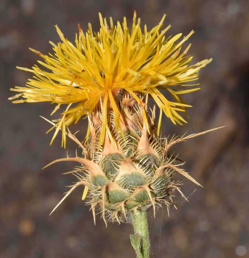 Centaurea gabrielis-blancae photo 8