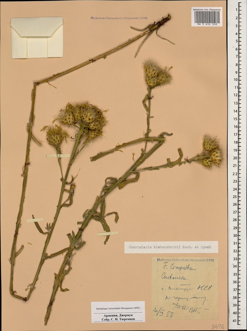 Centaurea gabrieljanae photo 2