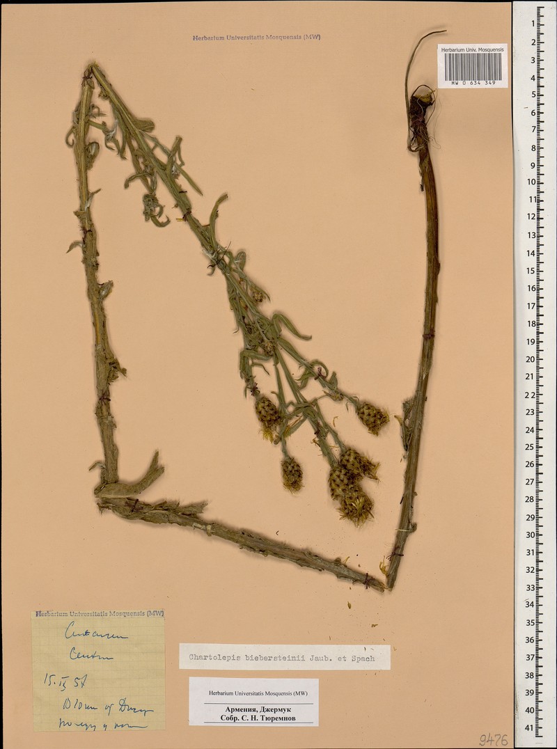 Centaurea gabrieljanae photo 3